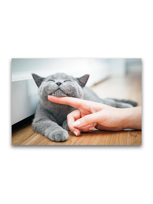 Happy Grey Kitten Being Stroked Poster -Image by Shutterstock