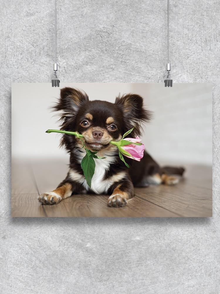 Chihuahua Dog Holding A Rose Poster -Image by Shutterstock