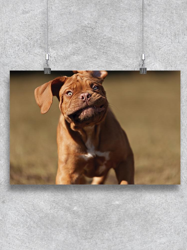 Funny Bordeaux Mastiff Poster -Image by Shutterstock