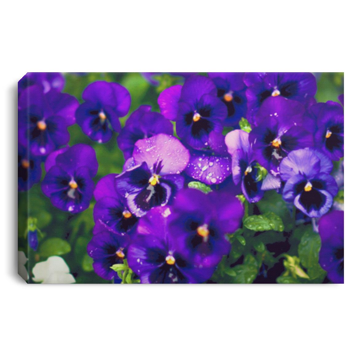 Wet Violet Patch._Juno Black_ Landscape Canvas .75in Frame