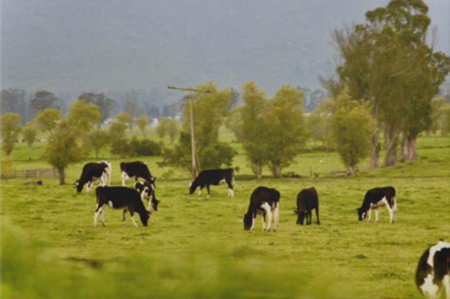 Pastizal de vacas Sabana De Bogota Deluxe Landscape Canvas 1.5in Frame